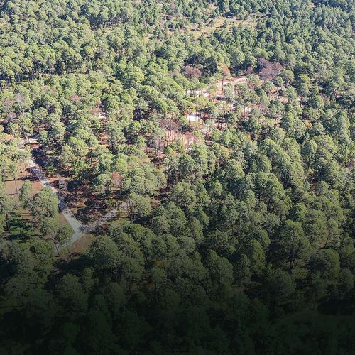 Portada de La Bosqueda