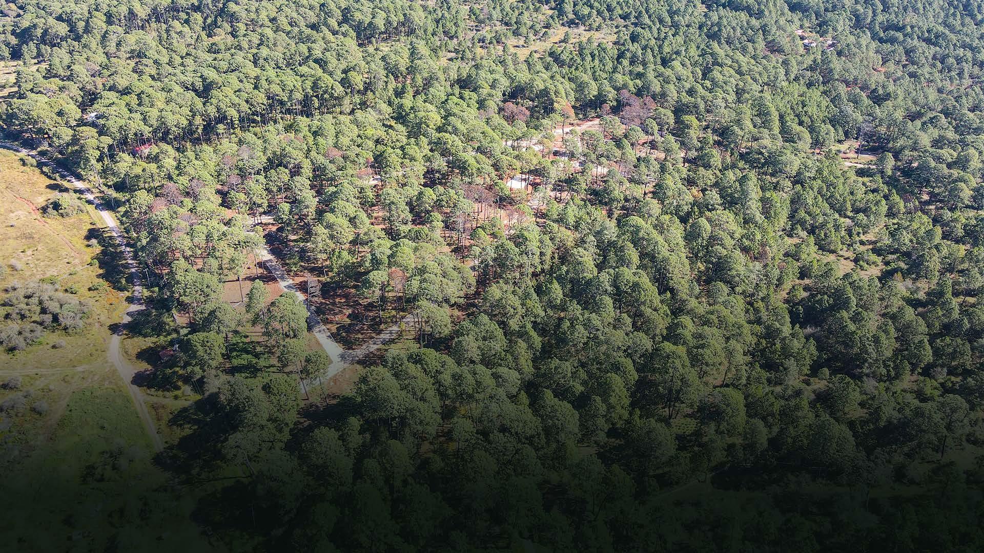 Portada de La Bosqueda